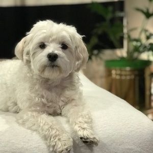 Meet your Posher, Amal